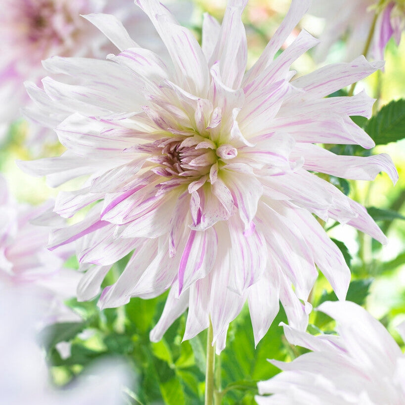 Dahlia Dekorativ Mom's Special 1-pakke